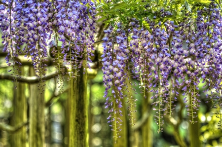 The wisteria flowersの写真素材