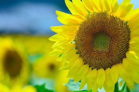 Sunflowerの写真素材
