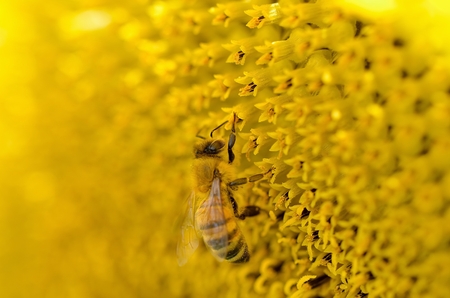 Sunflowerの写真素材