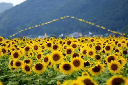 Sunflower fieldの写真素材