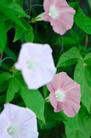 Morning gloryの写真素材