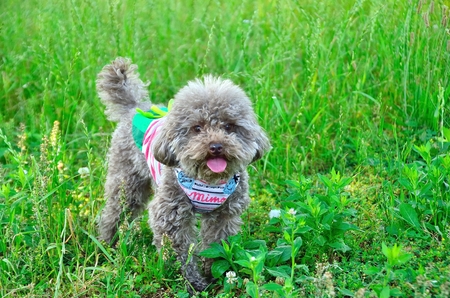 Toy poodle