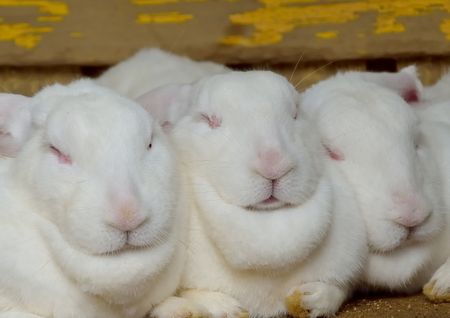 Three White rabbitsの写真素材
