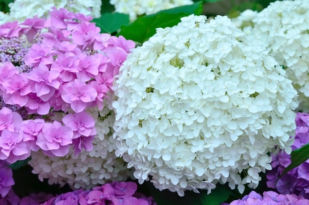 Hydrangea flower close up 
