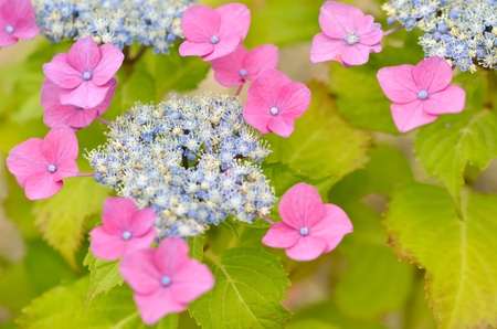 Hydrangea flower close up 
