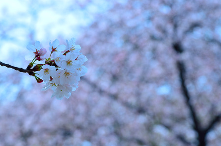 Sakuraの写真素材