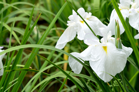 Iris laevigataの写真素材