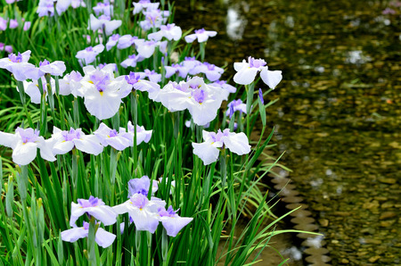 Iris laevigataの写真素材