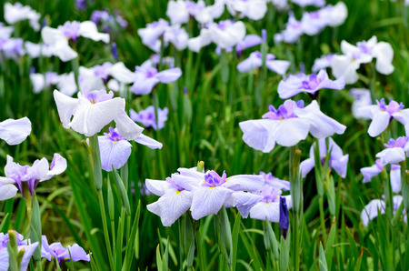 Iris laevigataの写真素材