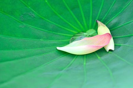 Lotus Flowerの写真素材