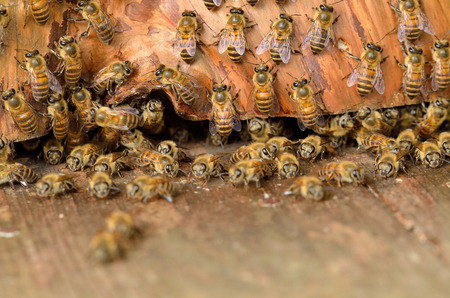 APIs cerana