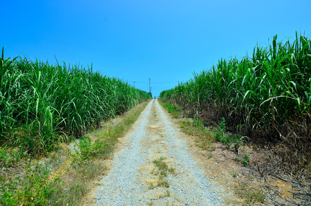 Sugar cane fieldの写真素材