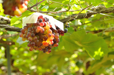 Vineyard scenery