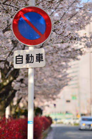 No parking signs dancing in the cherry blossom blizzardの写真素材