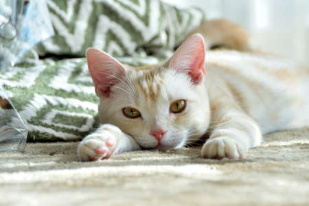 Daily life of domestic catsの写真素材