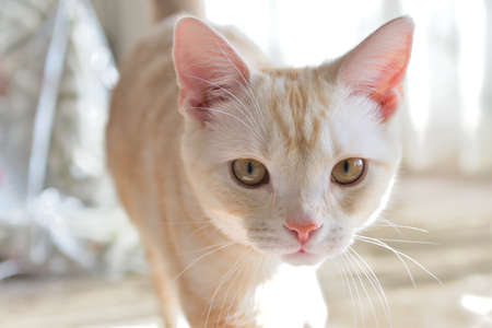 Daily life of domestic catsの写真素材