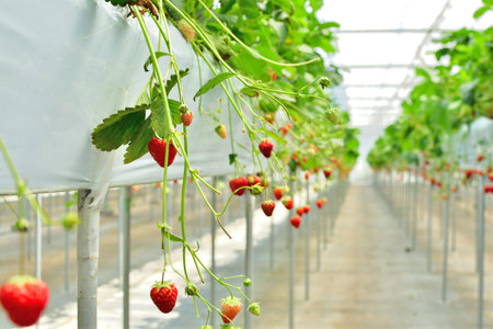 Strawberry cultivation in a vinyl houseの写真素材