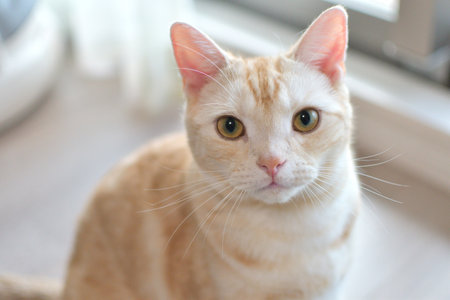 American Shorthair Cameo Tubbyの写真素材