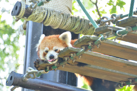 Lesser Panda in the Zooの写真素材