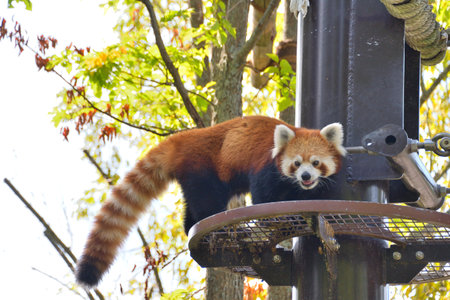 Lesser Panda in the Zooの写真素材