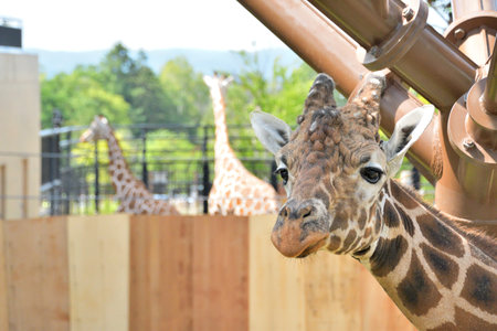 Giraffe at the Zooの写真素材