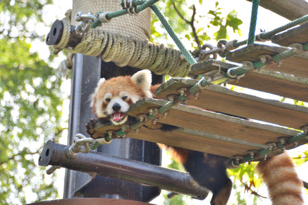 Lesser Panda in the Zooの写真素材
