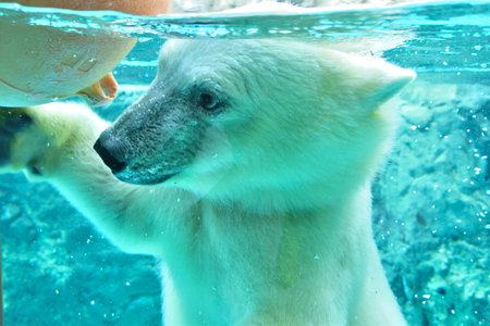 Polar bear in the zooの写真素材