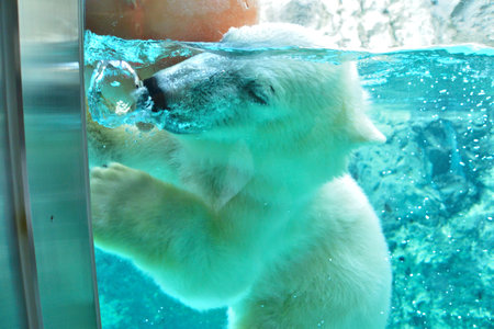 Polar bear in the zooの写真素材