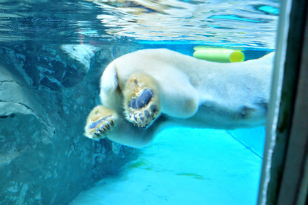 Polar bear in the zooの写真素材