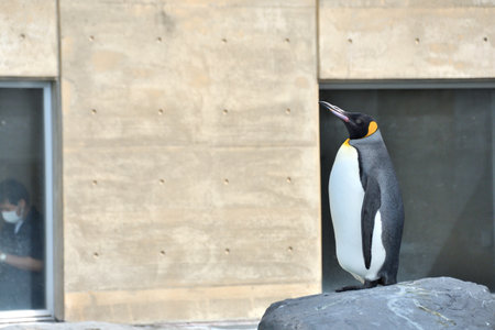 King Penguins in the Zooの写真素材