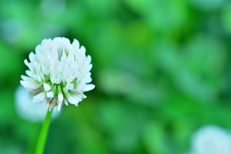 White nail grass blooming in the parkの写真素材
