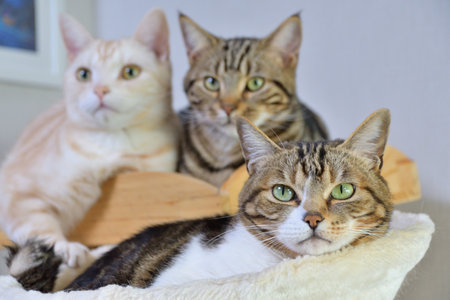 Three cats sitting on a soft blanket and looking at the camera.の写真素材