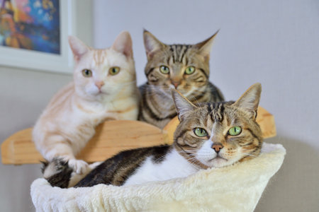 good friend catの写真素材