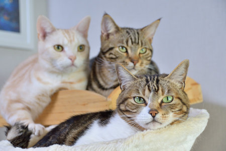 group of cats sitting on the sofa at home and looking at cameraの写真素材