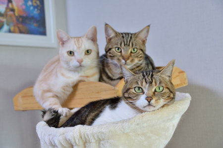 Three cats in a basket on a white background, close-upの写真素材