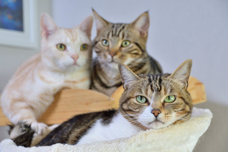 Three cats sitting on a chair and looking at the camera. Selective focus.の写真素材