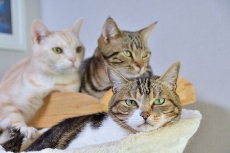 three cats lying on the sofa and looking at the camera closeupの写真素材