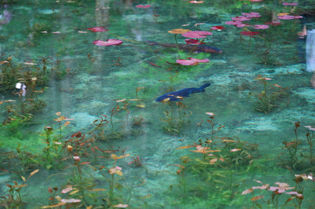 "Nameless Pond" in Gifu Prefectureの写真素材