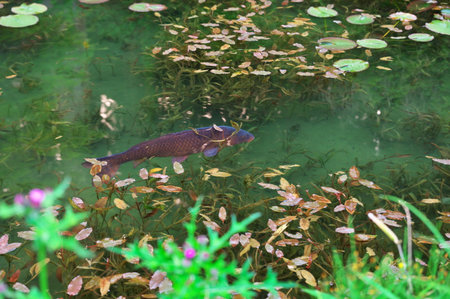 "Nameless Pond" in Gifu Prefectureの写真素材