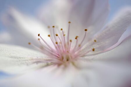 Cherry Blossoms, Someiyoshinoの写真素材
