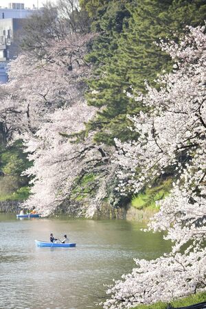 Cherry Blossoms in Chidorigafuchi, Tokyo