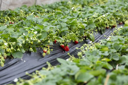 Strawberry farmの写真素材