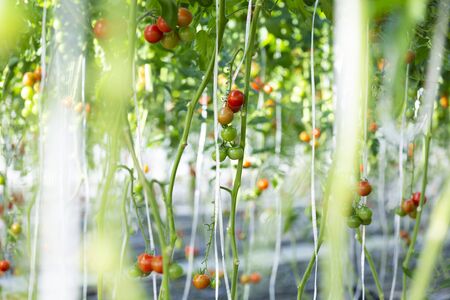 Vinyl House Grown Petit Tomatoes