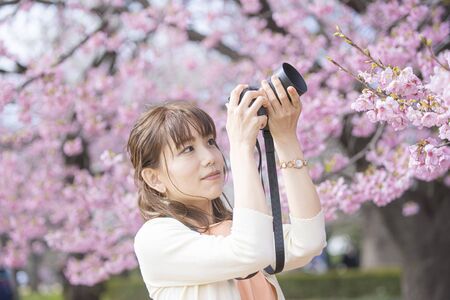 A woman shoots cherry blossoms by cameraの写真素材