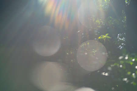 Halation flare generated by backlight and trees that look shiningの写真素材