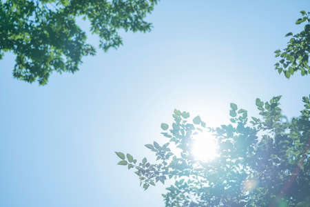 Halation flare generated by backlight and trees that look shiningの写真素材