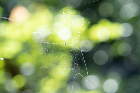 Depicting the bright forest with an expression of out focus