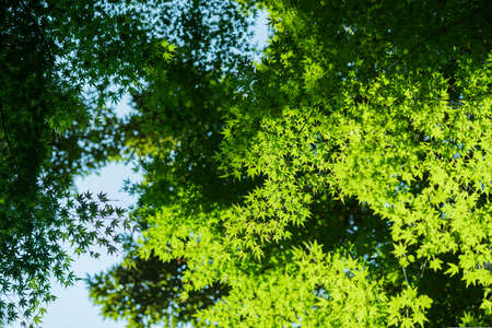 A snapshot of the bright forest on a sunny day