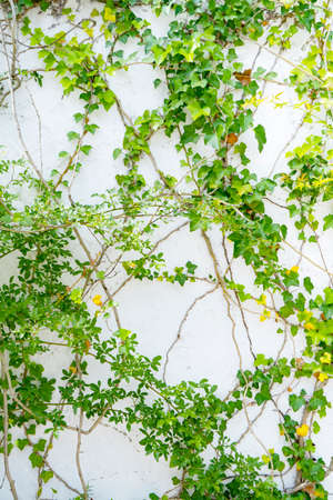 Ivy surrounding the white wall ,spring and summer imageの写真素材