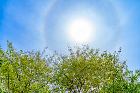 Trees and blue sky, halo phenomenon on fine dayの写真素材